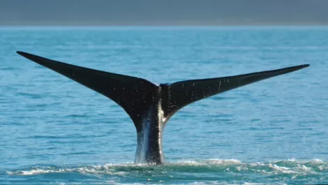 Marine life app makes school trips interactive
