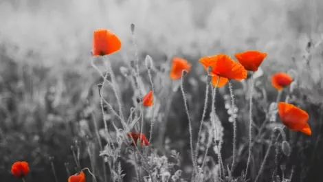 Anzac poppies