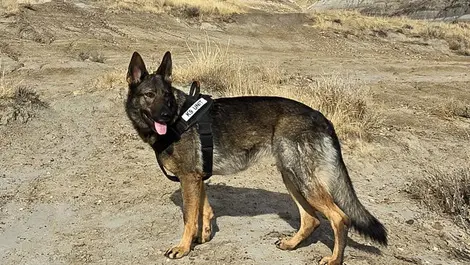 Blackline canine service 2  photo credit    k9 leak hunters