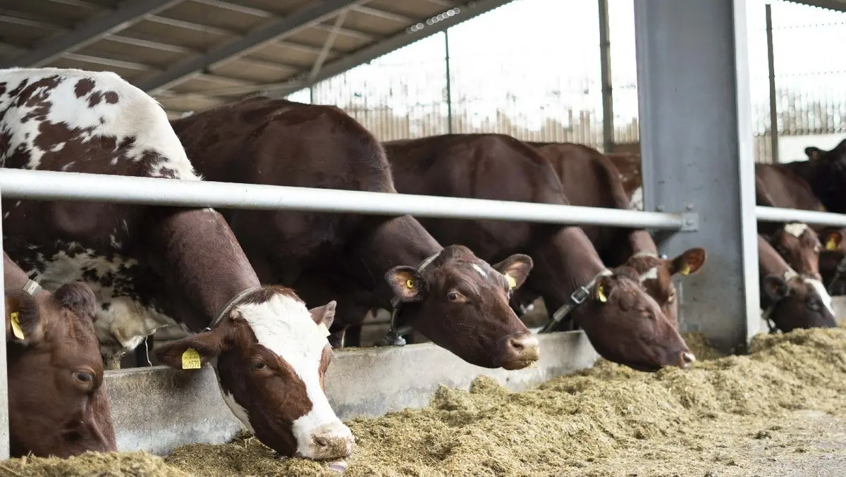 Boldyn rolls out 5G RedCap for livestock monitoring
